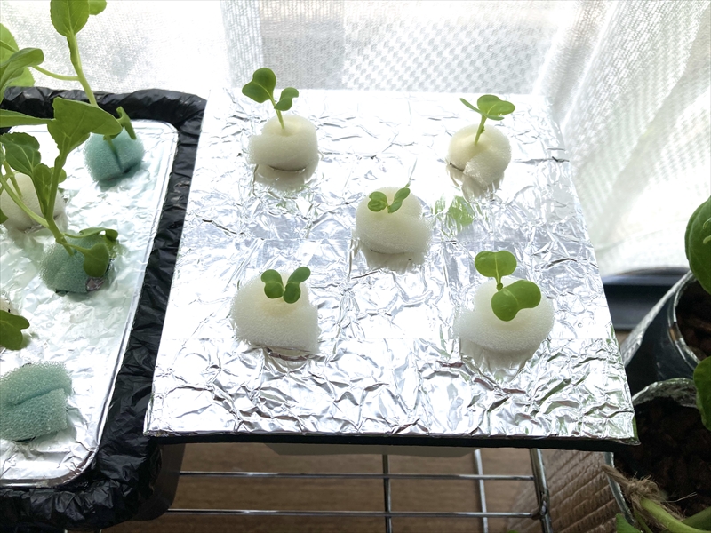 水耕栽培装置に定植した小松菜