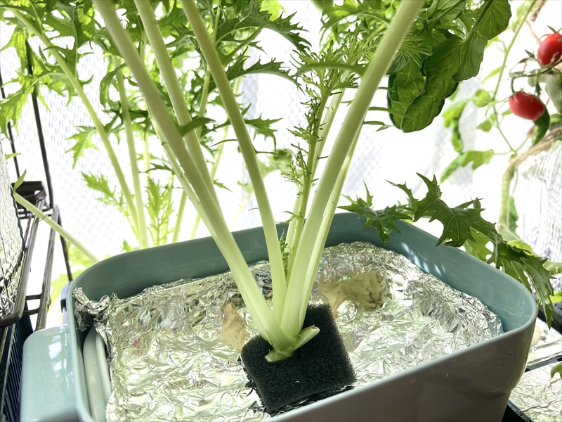 水菜を水耕栽培で育てる方法 室内の窓辺でもシャキシャキの水菜が収穫できる Natsumito