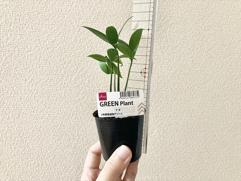 Daisoの観葉植物 ナギ の栽培記録21年 植え替えの方法や必要なもの Natsumito