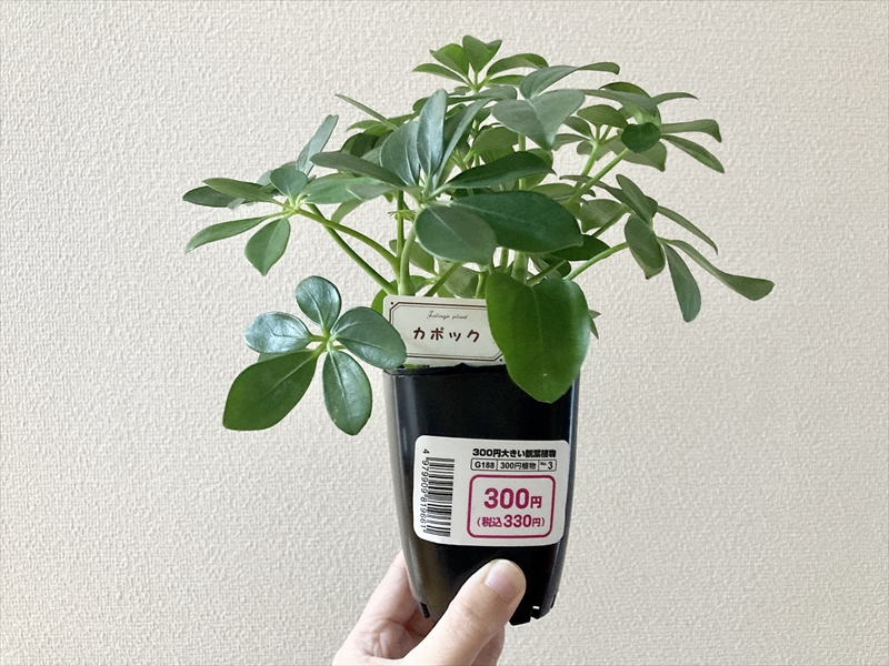 Daiso ダイソー の観葉植物カポック シェフレラ の植え替えの方法 必要なもの Natsumito