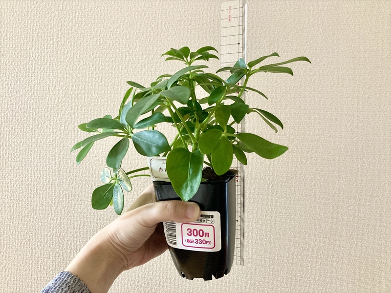 Daiso ダイソー の観葉植物カポック シェフレラ の植え替えの方法 必要なもの 栽培記録21年 Natsumito