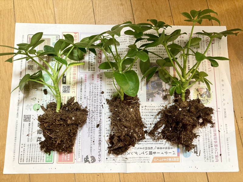 Daiso ダイソー の観葉植物カポック シェフレラ の植え替えの方法 必要なもの Natsumito