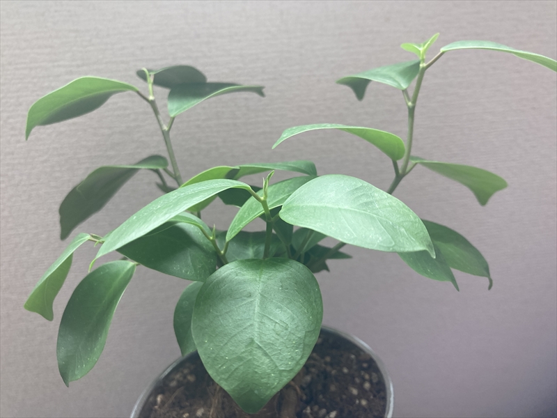 ダイソーの観葉植物 ガジュマル の栽培記録 植え替えの様子 21年8月 Natsumito