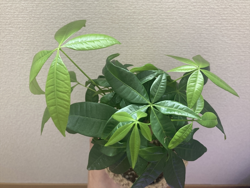 ダイソーの観葉植物 パキラ の栽培記録21年6月 購入時の注意点も Natsumito