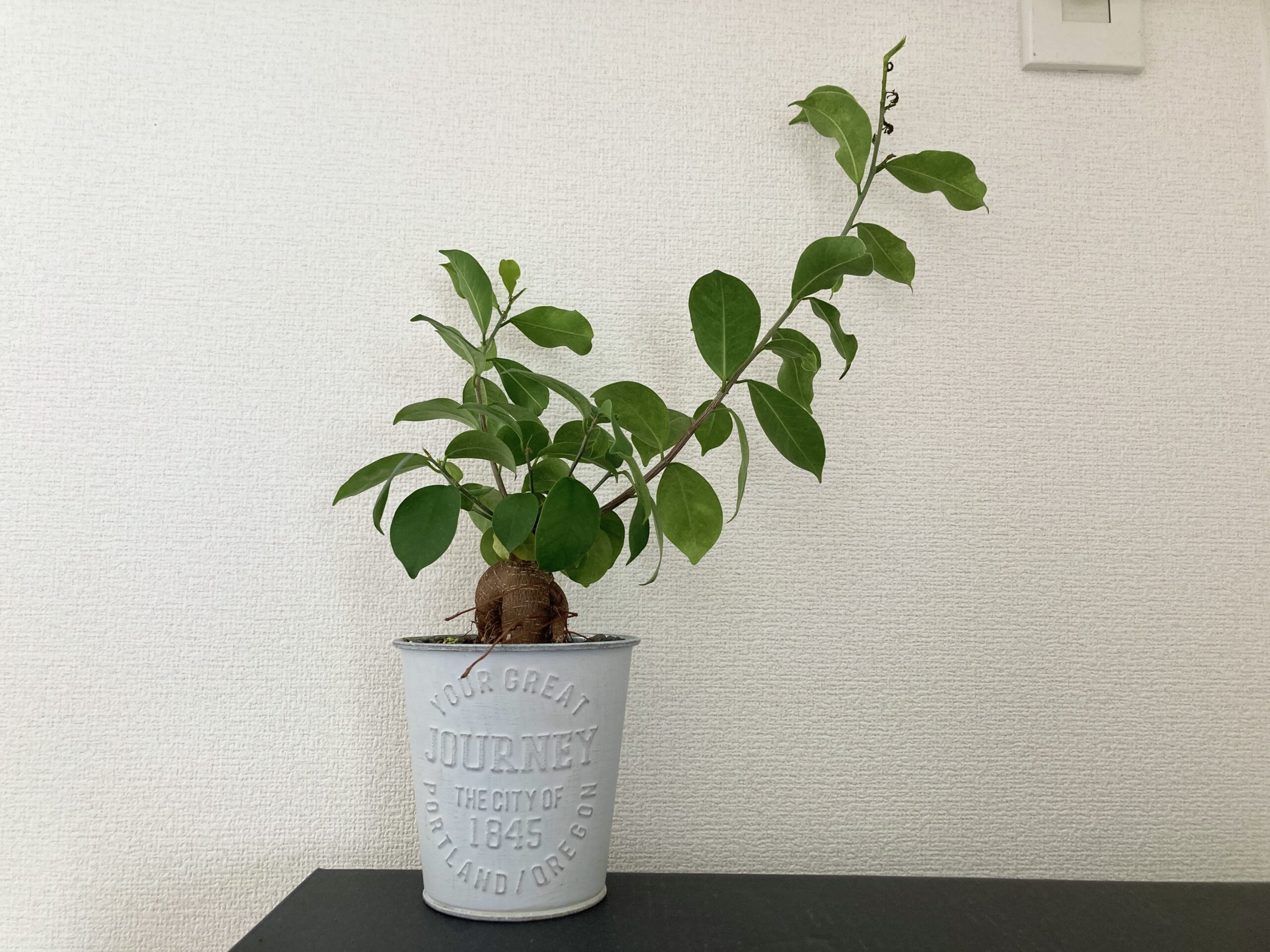 ダイソーの観葉植物 ガジュマル の栽培記録 植え替えの様子 21年8月 Natsumito
