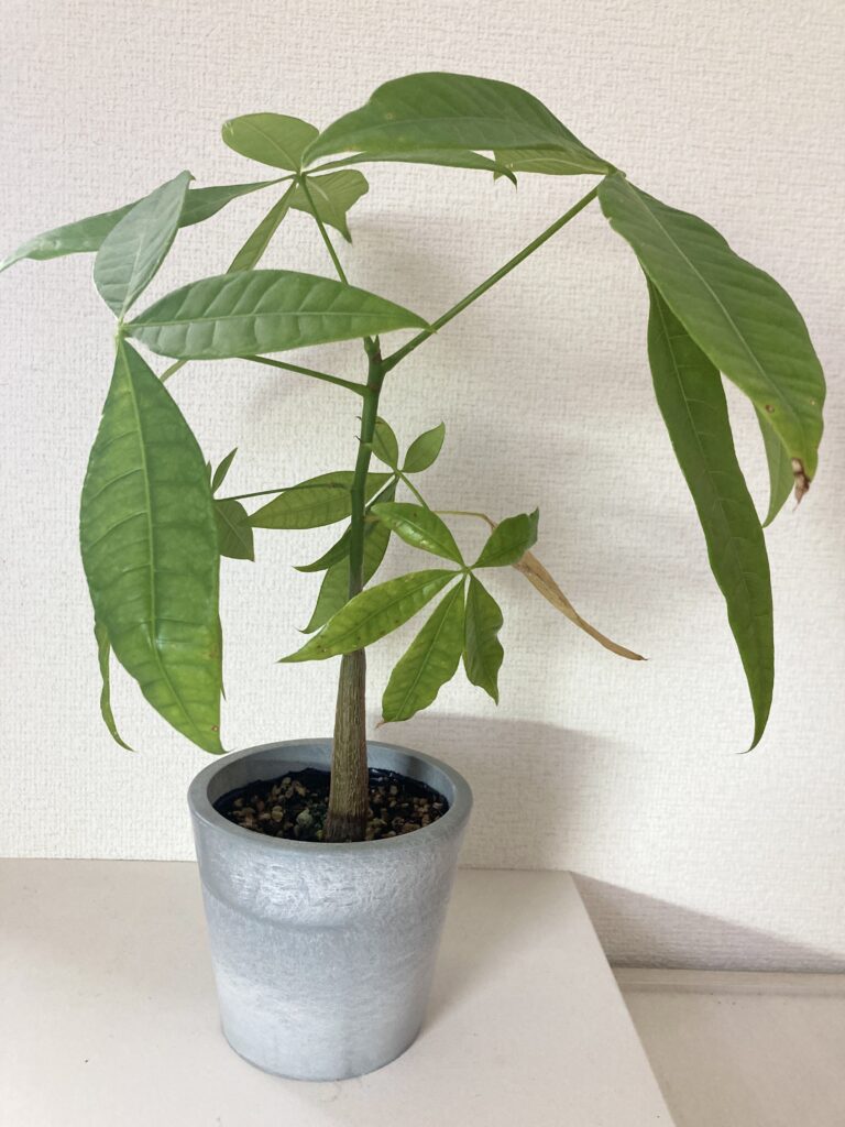 ダイソーの観葉植物 パキラの実生を購入したので栽培記録をつけるよ21年10月 Natsumito