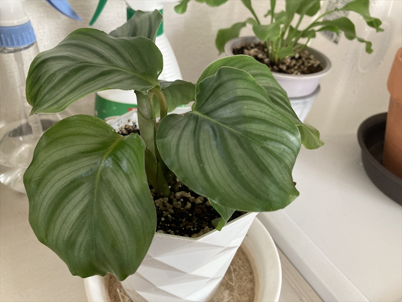カラテアオルビフォリア栽培記録。2022年3月～室内で育てやすい観葉植物 なつみとライティング事務所