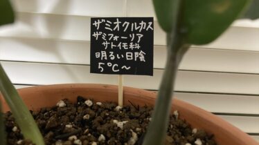 ダイソー観葉植物 アーカイブ Natsumito